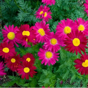 Chrysanthemum coccineum 'Robinson Red' / Roosa neitsikummel 'Robinson Red'